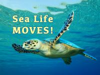 Sea_Life_MOVES
